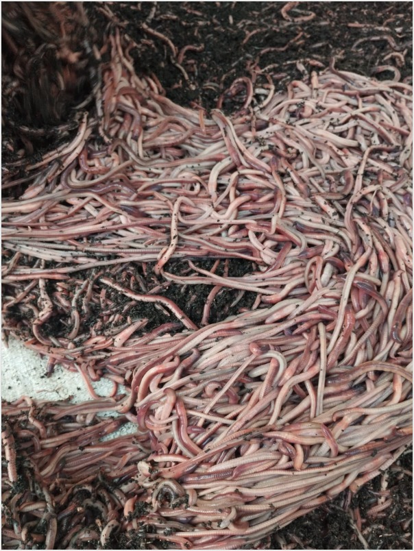 Choose Indonesian Earthworms 1 Choose Indonesian Earthworms