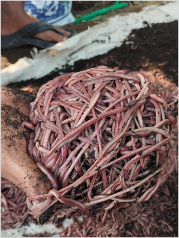 Choose Indonesian Earthworms 2 Choose Indonesian Earthworms 2