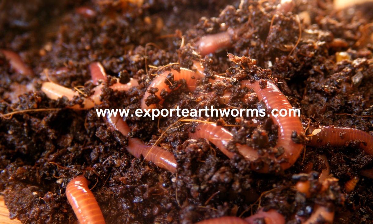 Vermicomposting with Earthworms