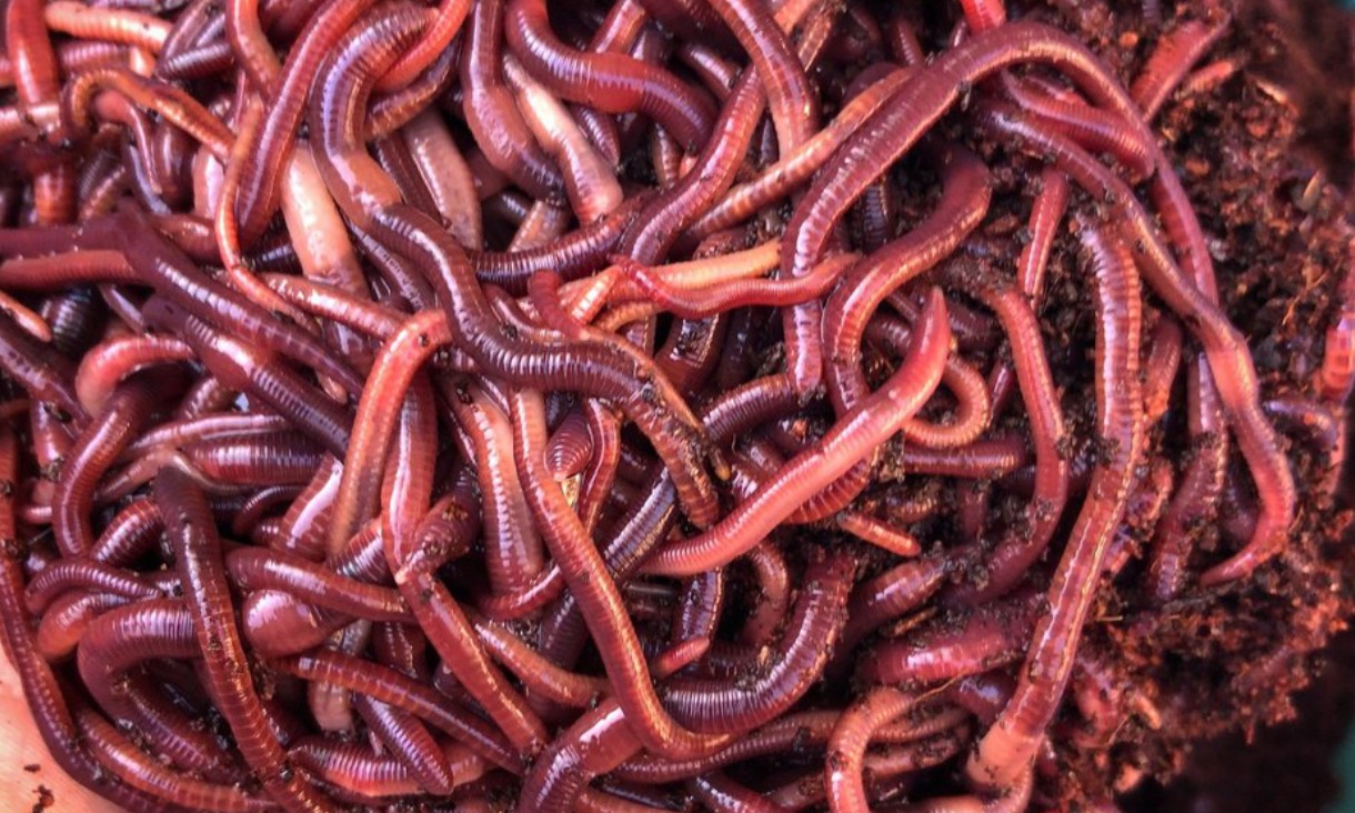 Export Red Wigglers