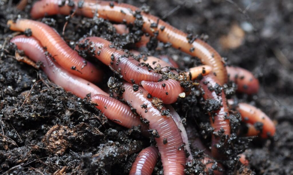 Red Wiggler Worms