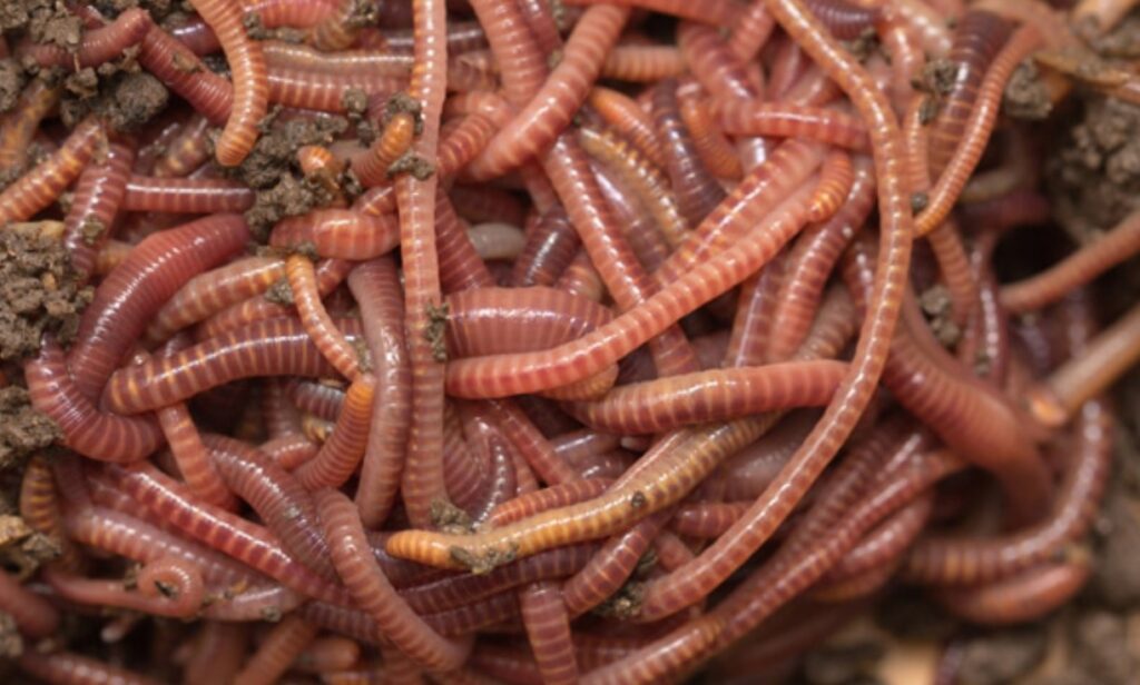 Red Wiggler Worms (Eisenia fetida)