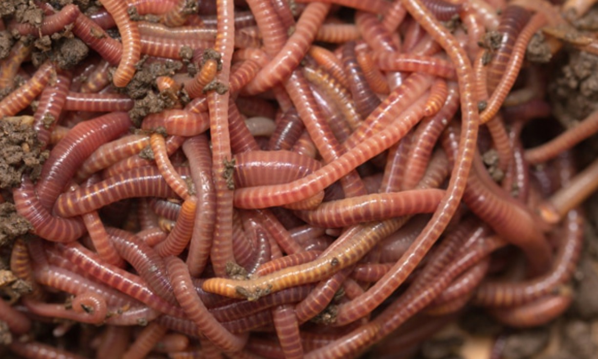 Red Wiggler Worms (Eisenia fetida)