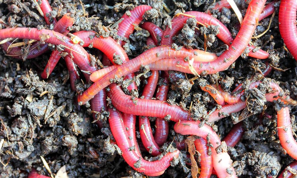 Red Wiggler Worms
