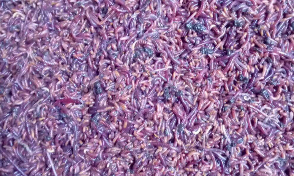 Benefits of Red Wiggler Worms for Your Garden