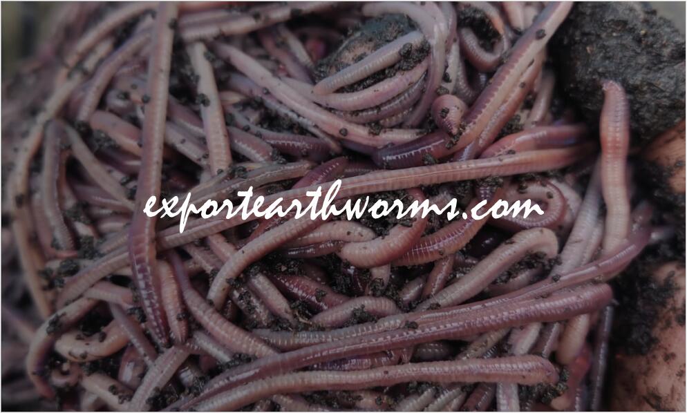 Maximum Vermicomposting Success