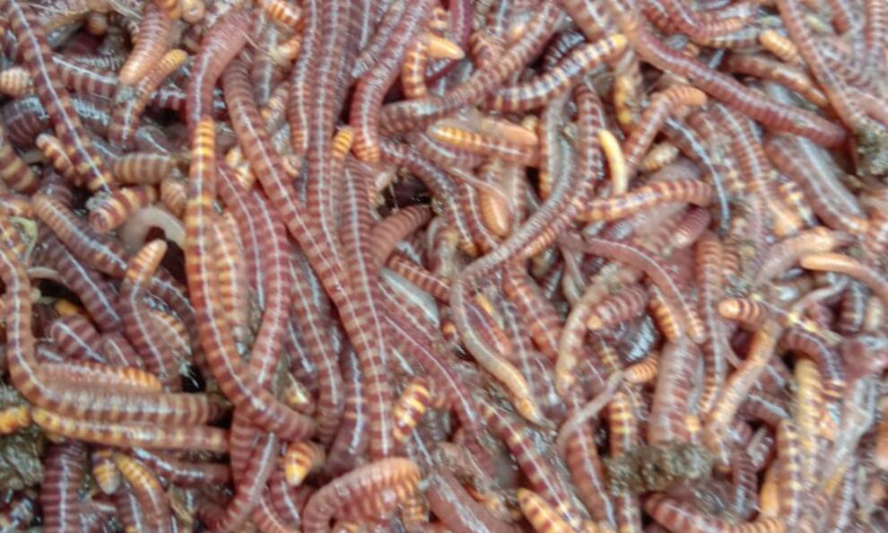 Start a Worm Farm on a Shoestring Budget