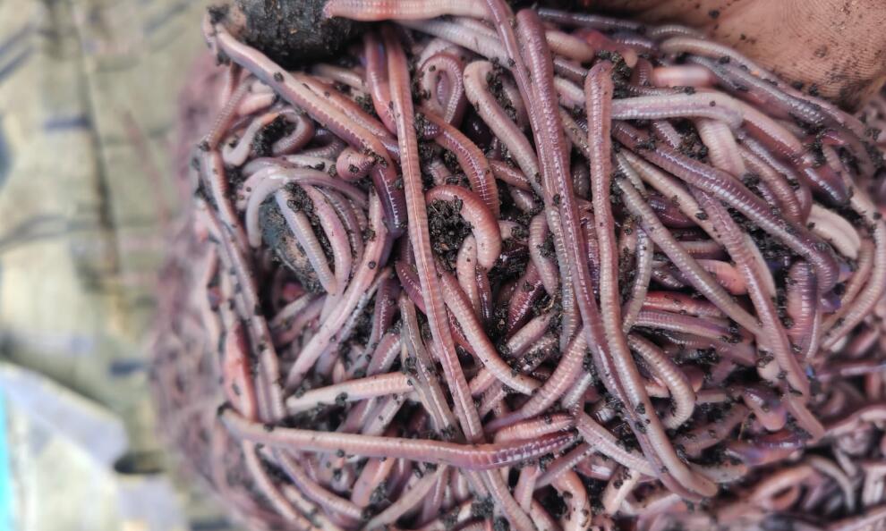 Composting Worms Red Wigglers